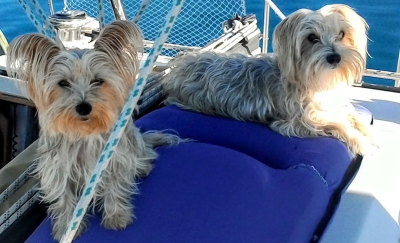 Yachtdogs-on-watch