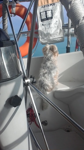 Yachtdog-on-watch