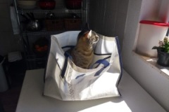 Beach-bag-with-Rocky